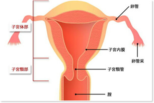 妊婦さん